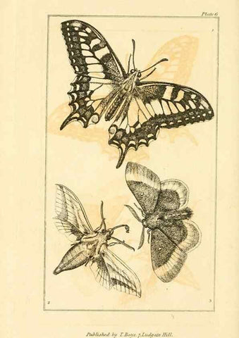 Reproducción/Reproduction 49680600087: The entomologist's useful compendium;. London,Printed for T. Boys,1819.. 