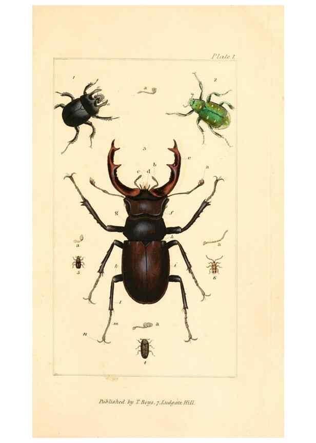 Reproducción/Reproduction 49680597922: The entomologist's useful compendium;. London,Printed for T. Boys,1819.. 