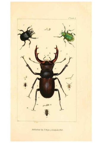 Reproducción/Reproduction 49680597922: The entomologist's useful compendium;. London,Printed for T. Boys,1819.. 