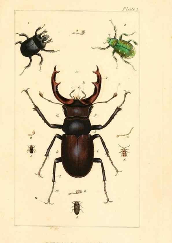 Reproducción/Reproduction 49680597922: The entomologist's useful compendium;. London,Printed for T. Boys,1819.. 