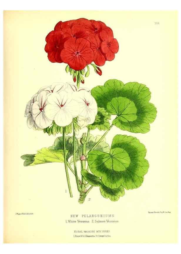 Reproducción/Reproduction 49679800373: The floral magazine;. London,L. Reeve & Co.. 