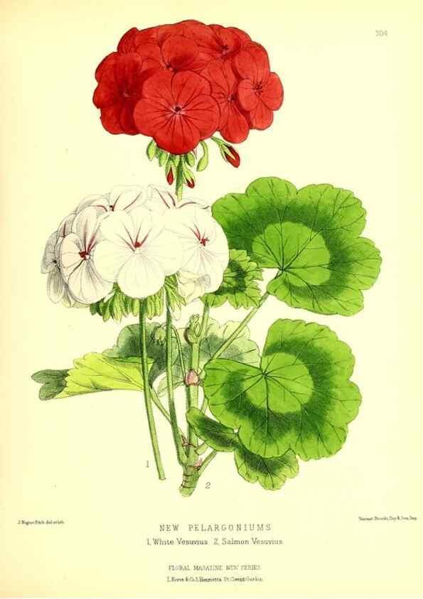 Reproducción/Reproduction 49679800373: The floral magazine;. London,L. Reeve & Co.. 