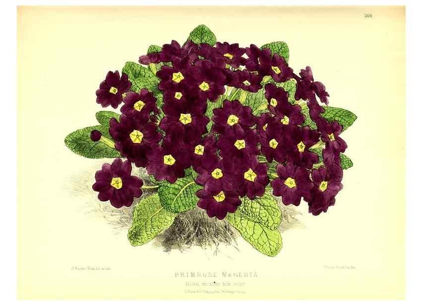 Reproducción/Reproduction 49680333101: The floral magazine;. London,L. Reeve & Co.. 