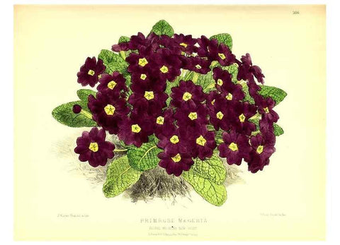 Reproducción/Reproduction 49680333101: The floral magazine;. London,L. Reeve & Co.. 