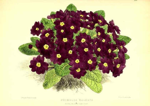 Reproducción/Reproduction 49680333101: The floral magazine;. London,L. Reeve & Co.. 