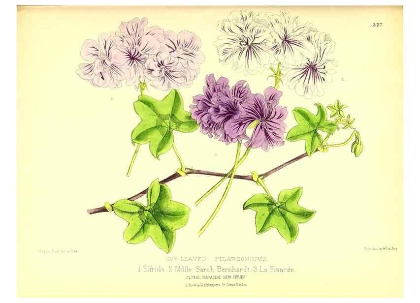 Reproducción/Reproduction 49680338931: The floral magazine;. London,L. Reeve & Co.. 