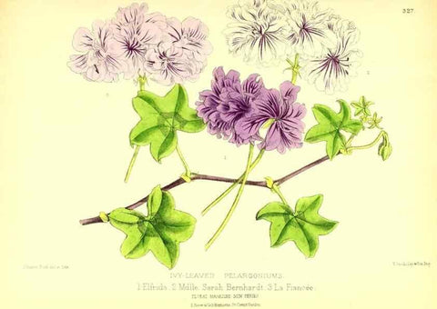 Reproducción/Reproduction 49680338931: The floral magazine;. London,L. Reeve & Co.. 