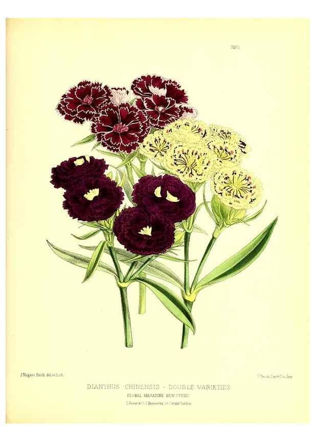 Reproducción/Reproduction 49680339791: The floral magazine;. London,L. Reeve & Co.. 