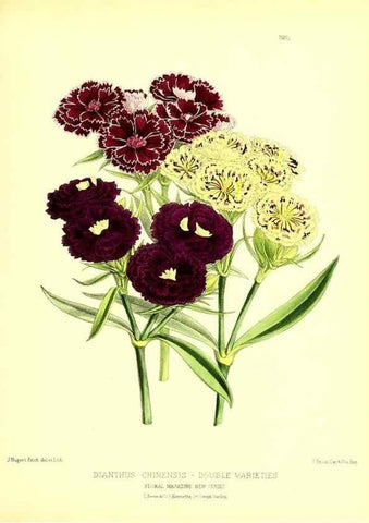 Reproducción/Reproduction 49680339791: The floral magazine;. London,L. Reeve & Co.. 