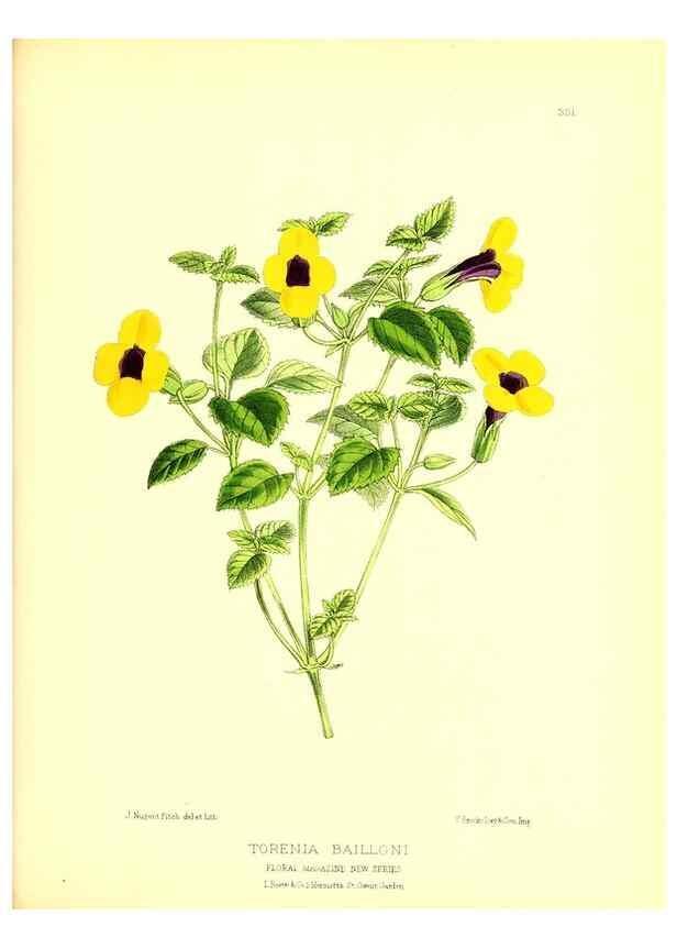 Reproducción/Reproduction 49679807893: The floral magazine;. London,L. Reeve & Co.. 