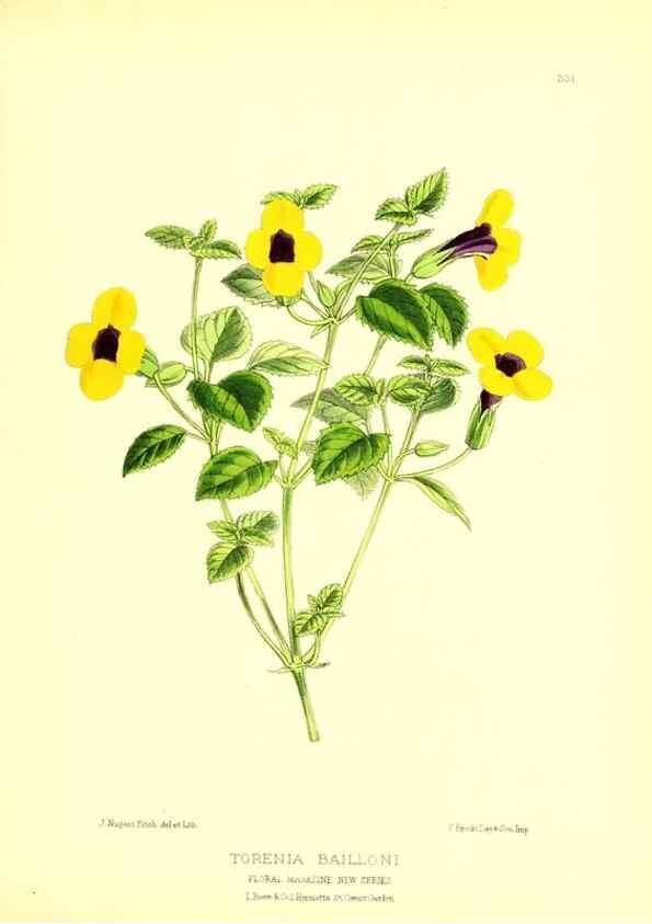 Reproducción/Reproduction 49679807893: The floral magazine;. London,L. Reeve & Co.. 