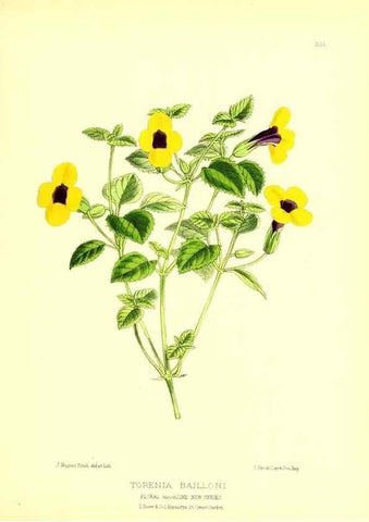 Reproducción/Reproduction 49679807893: The floral magazine;. London,L. Reeve & Co.. 