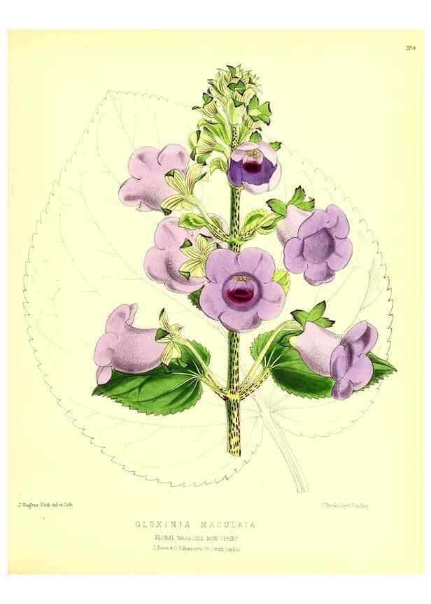 Reproducción/Reproduction 49680340816: The floral magazine;. London,L. Reeve & Co.. 