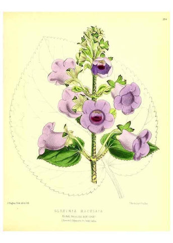 Reproducción/Reproduction 49680340816: The floral magazine;. London,L. Reeve & Co.. 
