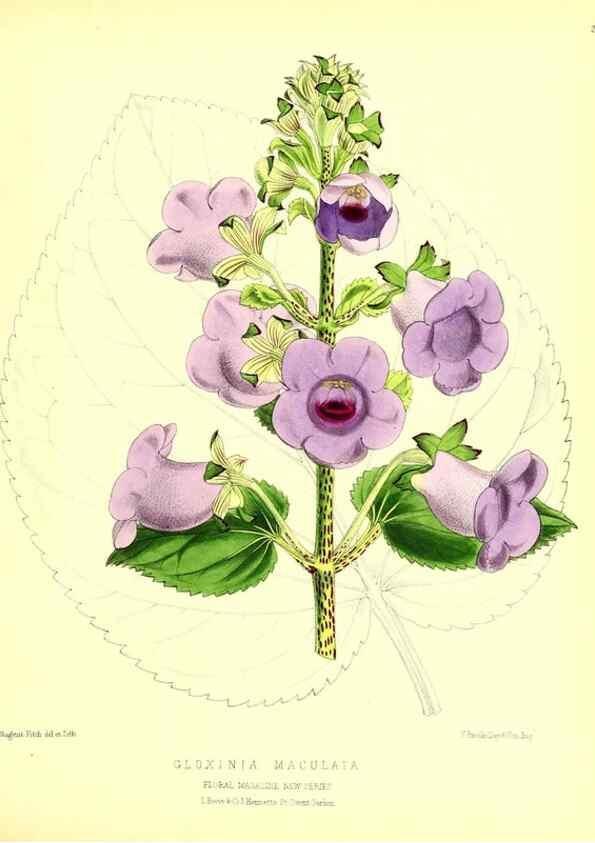 Reproducción/Reproduction 49680340816: The floral magazine;. London,L. Reeve & Co.. 