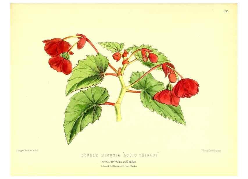 Reproducción/Reproduction 49680633197: The floral magazine;. London,L. Reeve & Co.. 