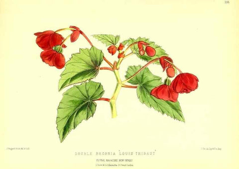 Reproducción/Reproduction 49680633197: The floral magazine;. London,L. Reeve & Co.. 
