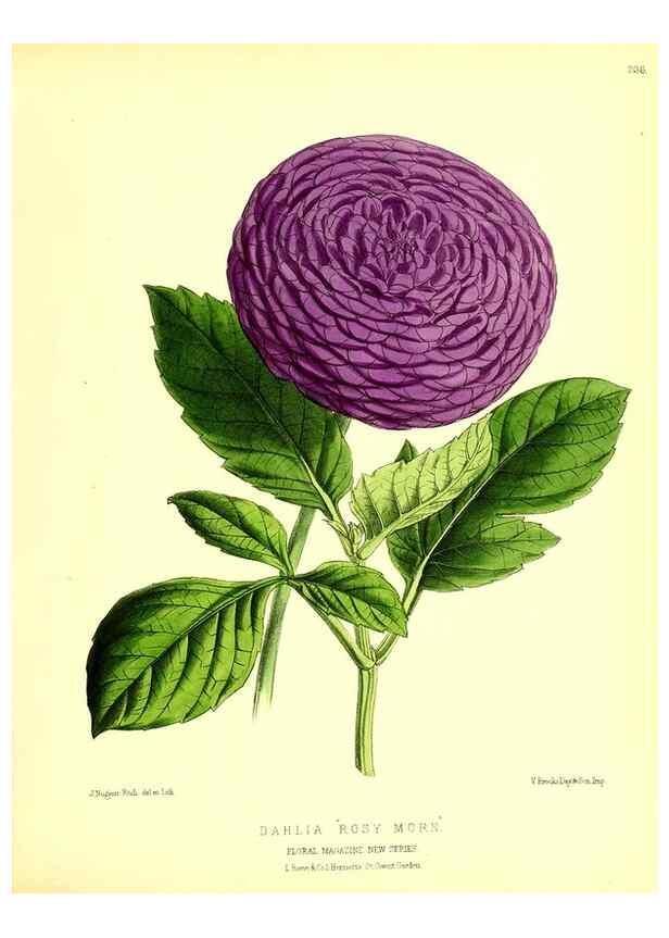 Reproducción/Reproduction 49680341281: The floral magazine;. London,L. Reeve & Co.. 