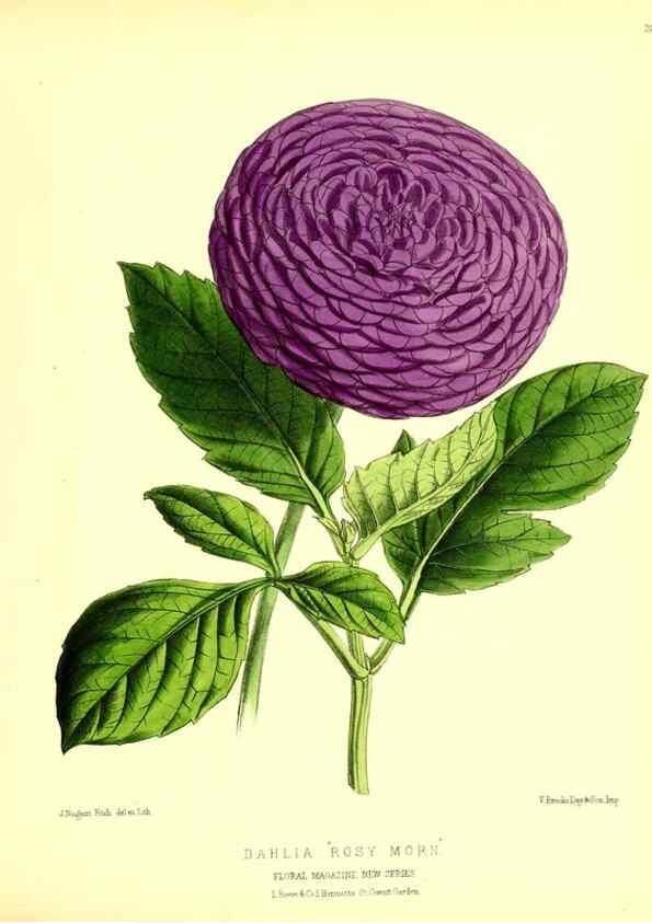 Reproducción/Reproduction 49680341281: The floral magazine;. London,L. Reeve & Co.. 