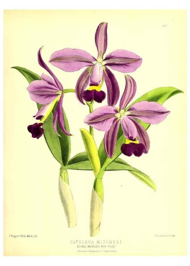 Reproducción/Reproduction 49679879643: The floral magazine;. London,L. Reeve & Co.. 