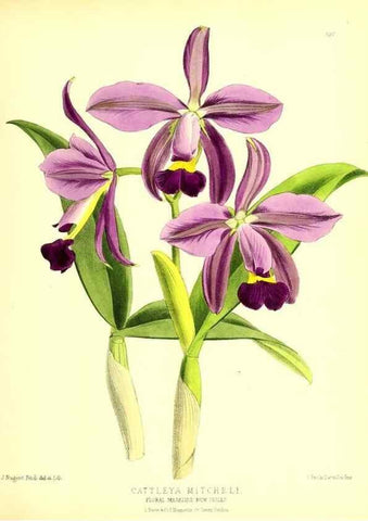 Reproducción/Reproduction 49679879643: The floral magazine;. London,L. Reeve & Co.. 