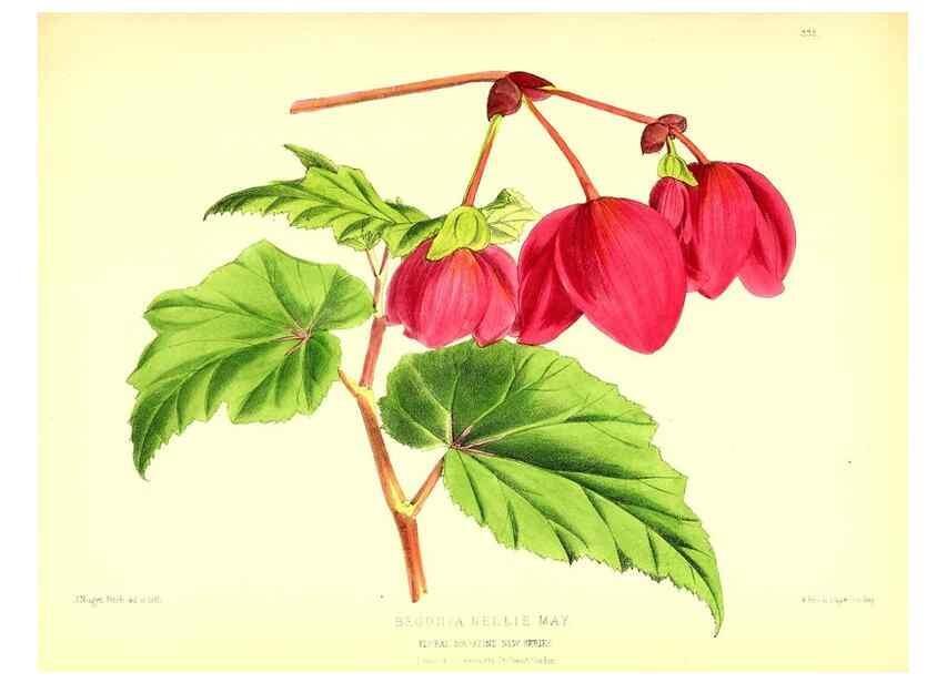 Reproducción/Reproduction 49680703132: The floral magazine;. London,L. Reeve & Co.. 