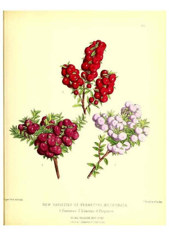 Reproducción/Reproduction 49679880128: The floral magazine;. London,L. Reeve & Co.. 