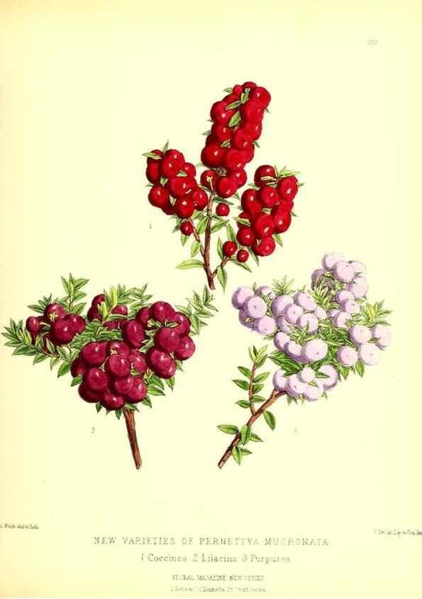 Reproducción/Reproduction 49679880128: The floral magazine;. London,L. Reeve & Co.. 