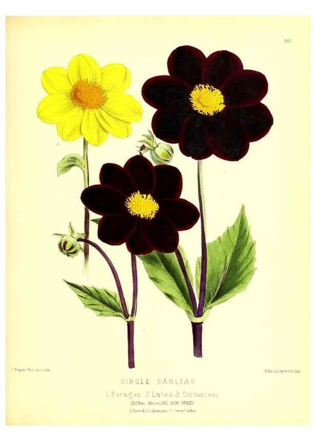 Reproducción/Reproduction 49680412271: The floral magazine;. London,L. Reeve & Co.. 