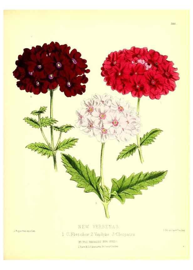 Reproducción/Reproduction 49679880578: The floral magazine;. London,L. Reeve & Co.. 