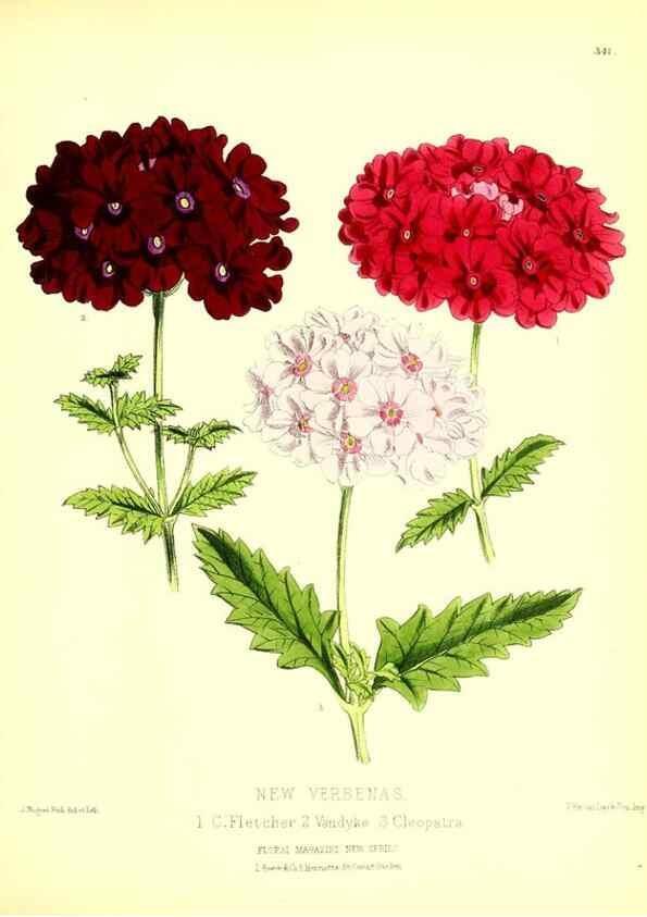 Reproducción/Reproduction 49679880578: The floral magazine;. London,L. Reeve & Co.. 