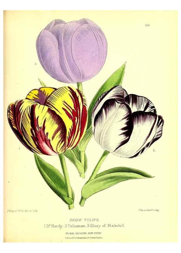 Reproducción/Reproduction 49680630797: The floral magazine;. London,L. Reeve & Co.. 