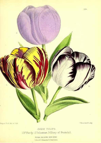 Reproducción/Reproduction 49680630797: The floral magazine;. London,L. Reeve & Co.. 