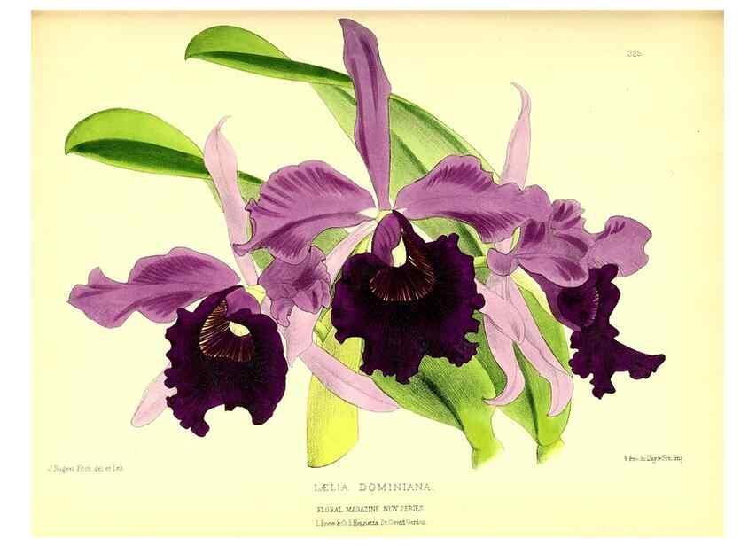 Reproducción/Reproduction 49680630432: The floral magazine;. London,L. Reeve & Co.. 