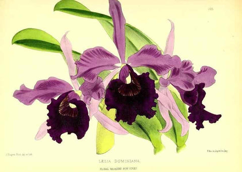 Reproducción/Reproduction 49680630432: The floral magazine;. London,L. Reeve & Co.. 