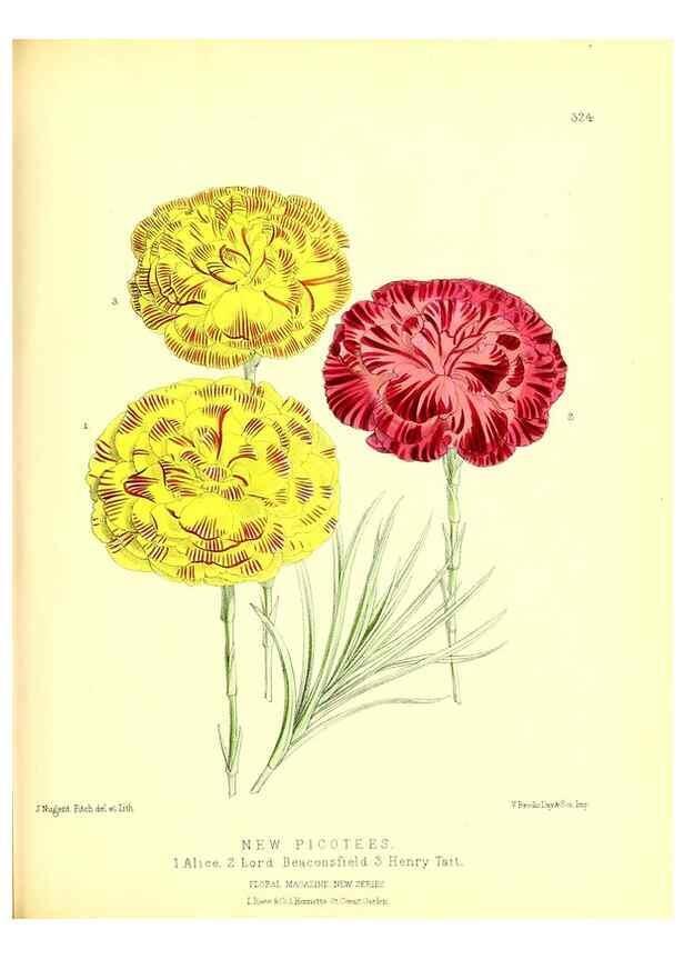 Reproducción/Reproduction 49680630062: The floral magazine;. London,L. Reeve & Co.. 