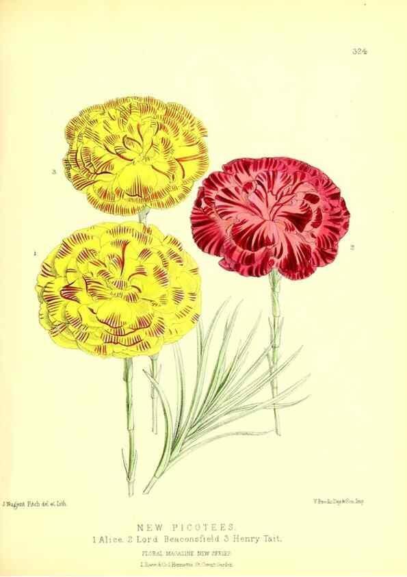 Reproducción/Reproduction 49680630062: The floral magazine;. London,L. Reeve & Co.. 