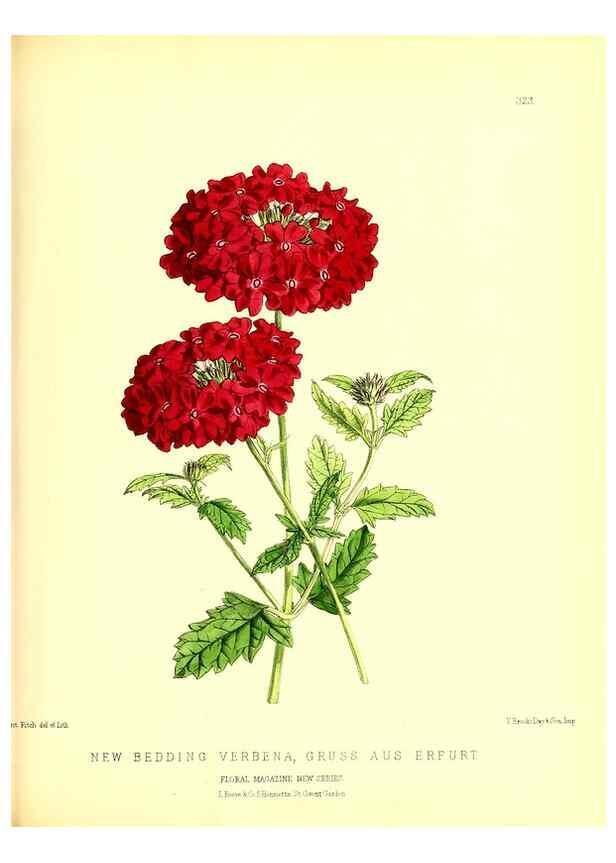 Reproducción/Reproduction 49679805558: The floral magazine;. London,L. Reeve & Co.. 