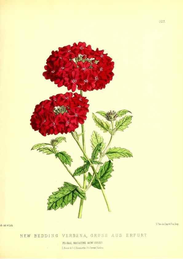 Reproducción/Reproduction 49679805558: The floral magazine;. London,L. Reeve & Co.. 