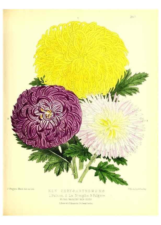 Reproducción/Reproduction 49680333356: The floral magazine;. London,L. Reeve & Co.. 