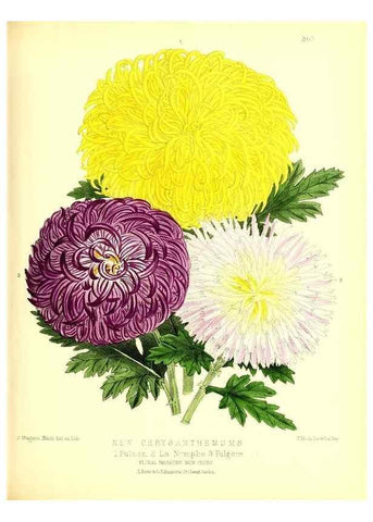 Reproducción/Reproduction 49680333356: The floral magazine;. London,L. Reeve & Co.. 