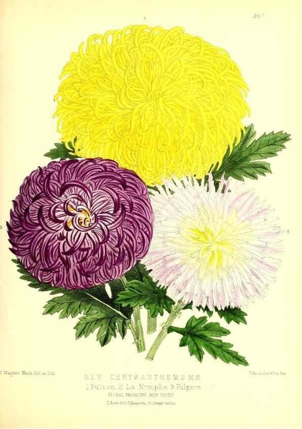 Reproducción/Reproduction 49680333356: The floral magazine;. London,L. Reeve & Co.. 