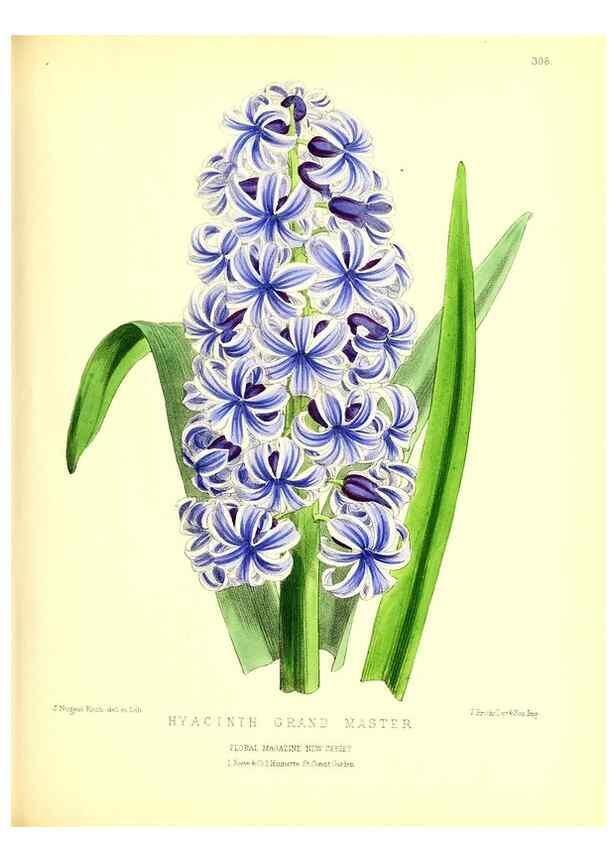Reproducción/Reproduction 49680625967: The floral magazine;. London,L. Reeve & Co.. 