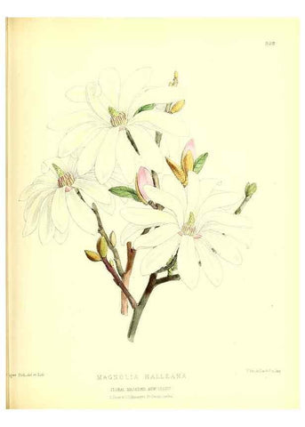 Reproducción/Reproduction 49679801713: The floral magazine;. London,L. Reeve & Co.. 