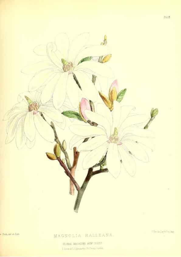 Reproducción/Reproduction 49679801713: The floral magazine;. London,L. Reeve & Co.. 