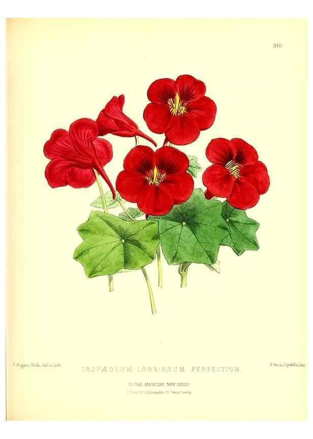 Reproducción/Reproduction 49679802003: The floral magazine;. London,L. Reeve & Co.. 