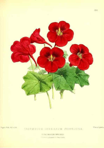 Reproducción/Reproduction 49679802003: The floral magazine;. London,L. Reeve & Co.. 