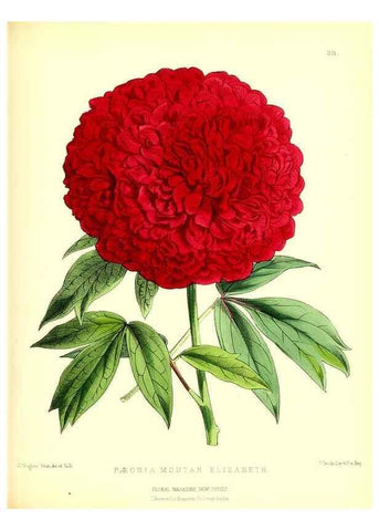 Reproducción/Reproduction 49680334336: The floral magazine;. London,L. Reeve & Co.. 