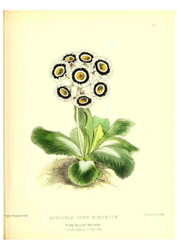 Reproducción/Reproduction 49680626887: The floral magazine;. London,L. Reeve & Co.. 