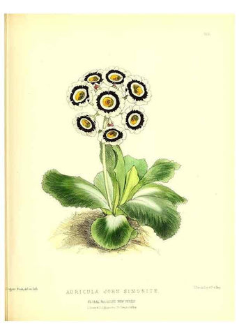 Reproducción/Reproduction 49680626887: The floral magazine;. London,L. Reeve & Co.. 